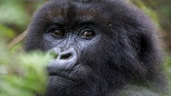 XL Rwanda Virunga National Park Mountain Gorilla Very Close