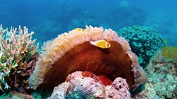Xl Australia Queensland Great Barrier Reef Aquaquestcoral Fish
