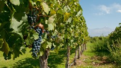 XL Argentina Mendoza Vineyard Winery Wine