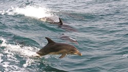 Xl Australia Victoria Mornington Peninsula Wild Dolphins