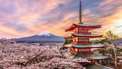 XL Japan Chureito Pagoda Mt Fuji Fujiyoshida Spring Cherry Blossoms