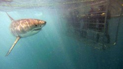 Xl South Africa Cape Town Gansbaai White Shark Tour White Shark By Cage Under Water
