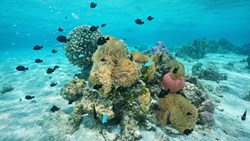XL French Polynesia Huahine Poe Lagoon Tour Snorkeling Coral