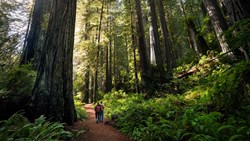 XL USA California Giant Redwood Forest