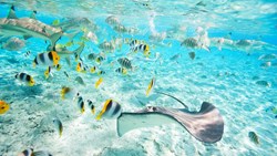 XL French Polynesia Bora Bora Lagoon Colorful Fish Stingray And Black Tipped Sharks Underwater