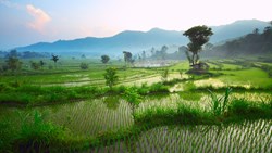 XL Rice Terrace Morning Mountains Bali Indonesia