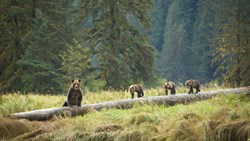 Xl Canada British Columbia Spirit Bear Lodge Bear Family Cael Cook