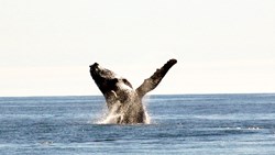 Small Canada Tofino Whalewatching