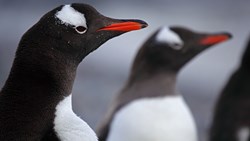 Gentoo Penguins, Antarctic Peninsula, Antarctica