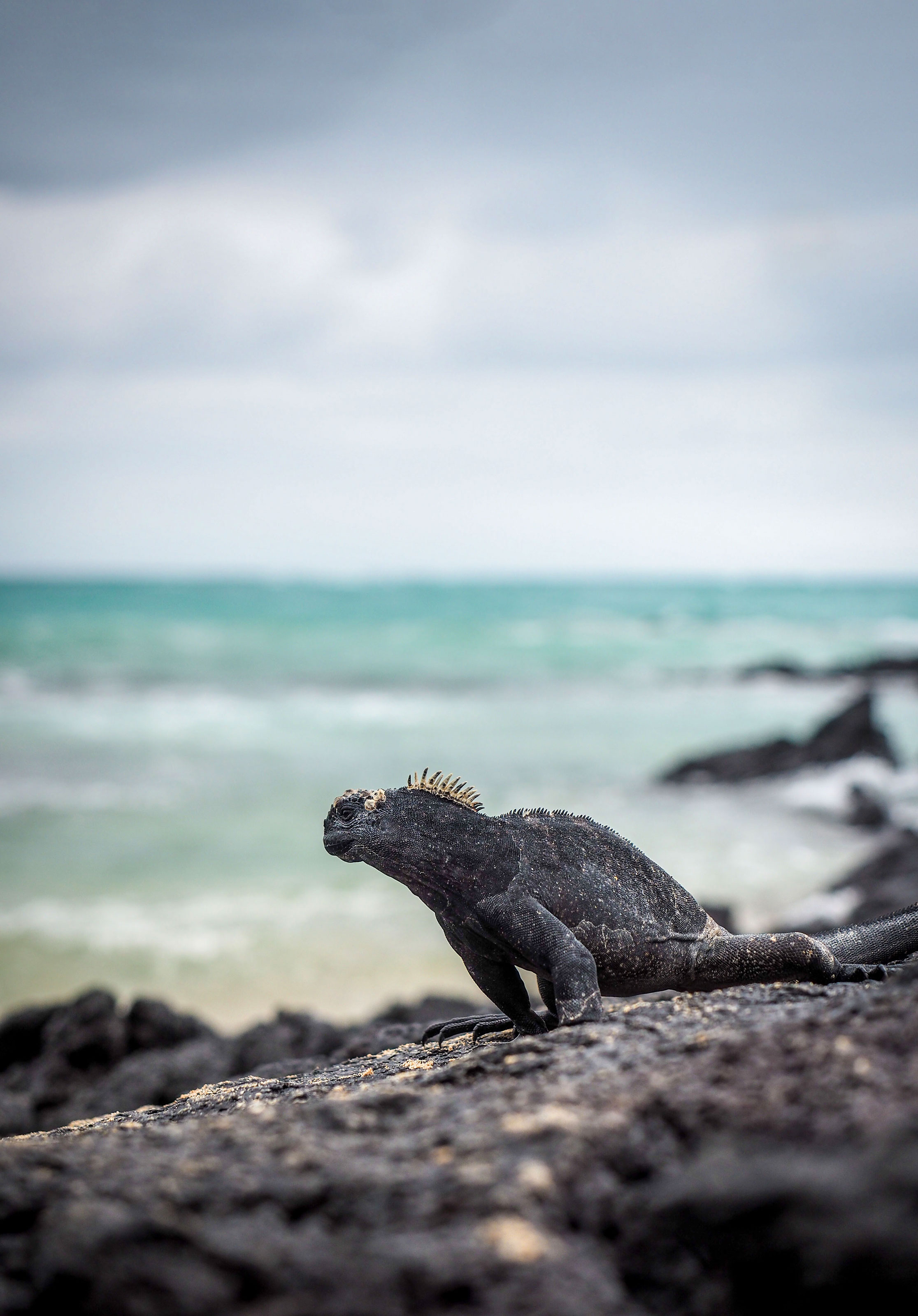 Xl Ecuador Galapagos Marine Iguana