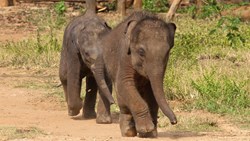Xl Sri Lanka Udawalawe National Park Baby Elephants At Elephant Transit Home Animal