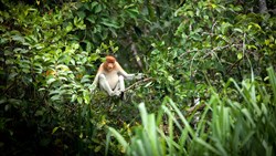 XL Borneo Kinabatangan River Proboscis Monkey