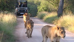 XL South Africa Rhino Post Safari Lodge Safari Lions