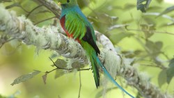 XL Costa Rica Costa Rican Resplendent Quetzal Bird