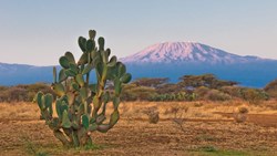 XL Kilimanjaro Mountain Sunrice Cactus Tanzania
