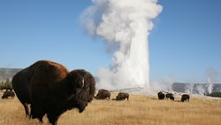 XL USA Yellowstone National Park Old Faithful Geyser Erupting