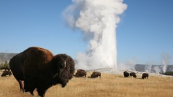 XL USA Yellowstone National Park Old Faithful Geyser Erupting