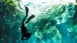 Xl Mexico Cenote Snorkel Dive Swim Cave