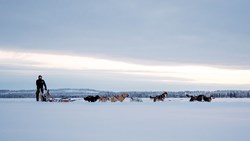 XL Finland Bearhill Husky Winter Husky Sleigh Rides Rovaniemi Lapland
