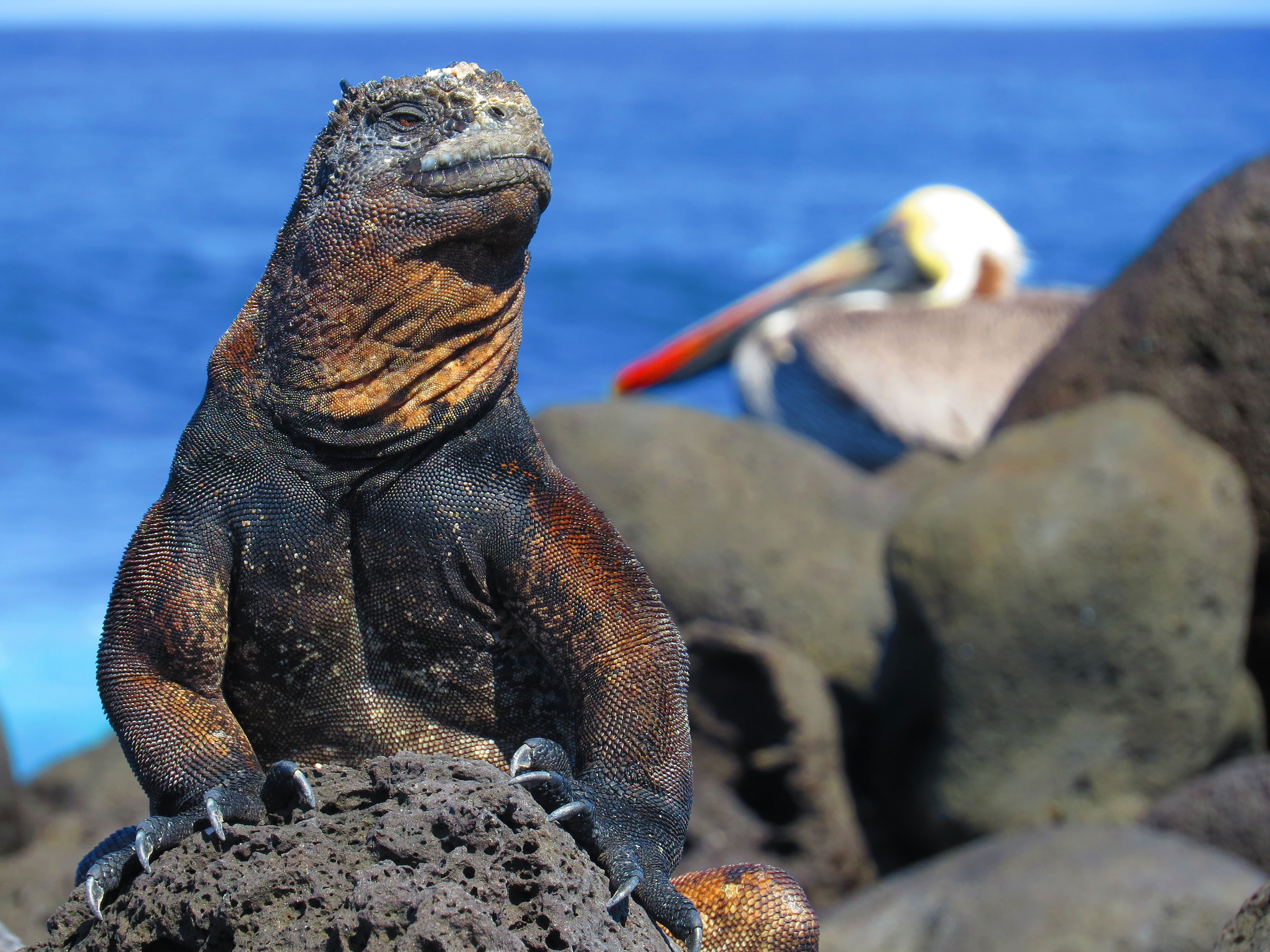Xl Ecuador Galapagos Marine Iguana Pelican
