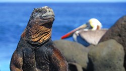 Xl Ecuador Galapagos Marine Iguana Pelican
