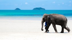 XL Thailand Koh Chang Known As Elephant Island Elephant Sanctuary