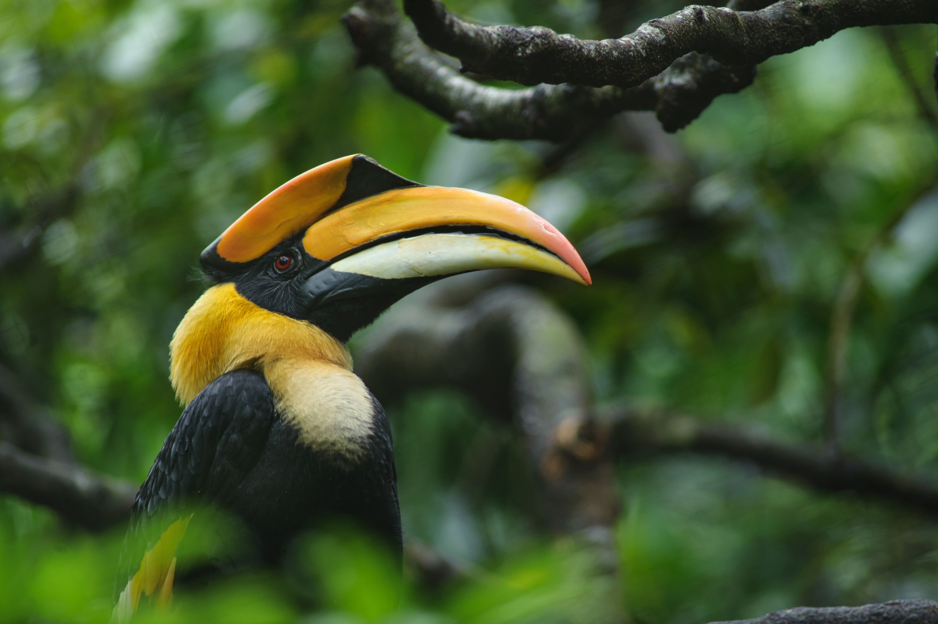 XL Malaysia Langkawi Great Hornbill Bird Animal