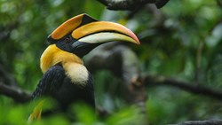 XL Malaysia Langkawi Great Hornbill Bird Animal
