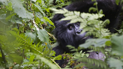 XL Rwanda Virunga National Park Young Mountain Gorilla Close (1)