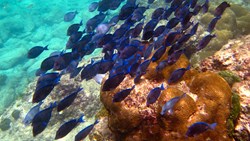 XL Caribbean US Virgin Islands St. John Island Blue Tang Fish