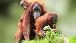 XL Borneo Orangutang