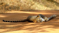 Xl Sri Lanka Kulu Safari Leopard Lying Yala National Park