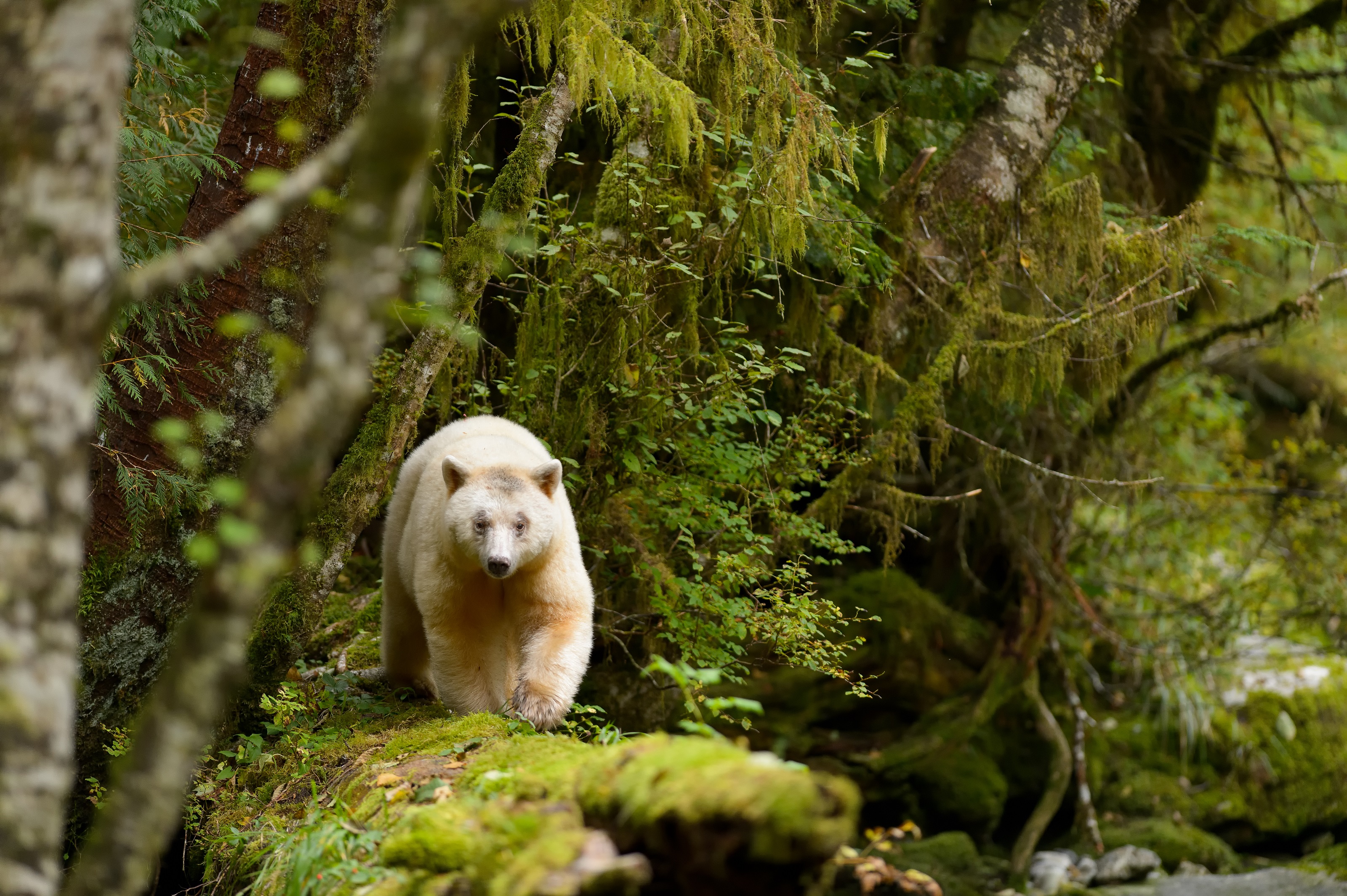 Xl Canada British Columbia Spirit Bear Lodge Kermode Bear