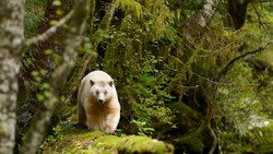 Xl Canada British Columbia Spirit Bear Lodge Kermode Bear