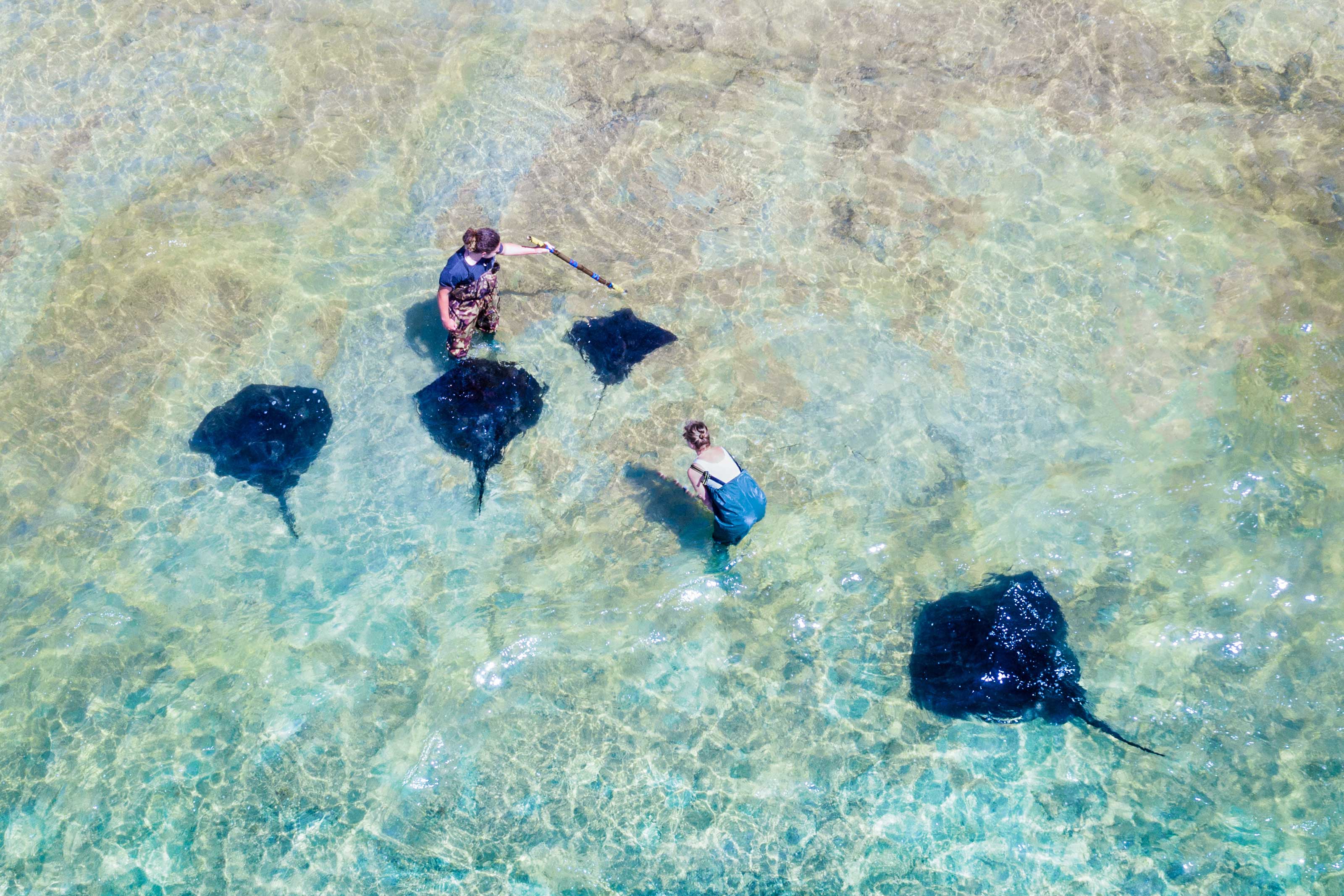 XL Newzealand Gisborne Moed Vilde Rokker Dive Tatapouri Stingrays 01