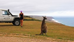 Xl Australia Sa Fleurieu Peninsula Off Piste Tour Kangaroo Jeep