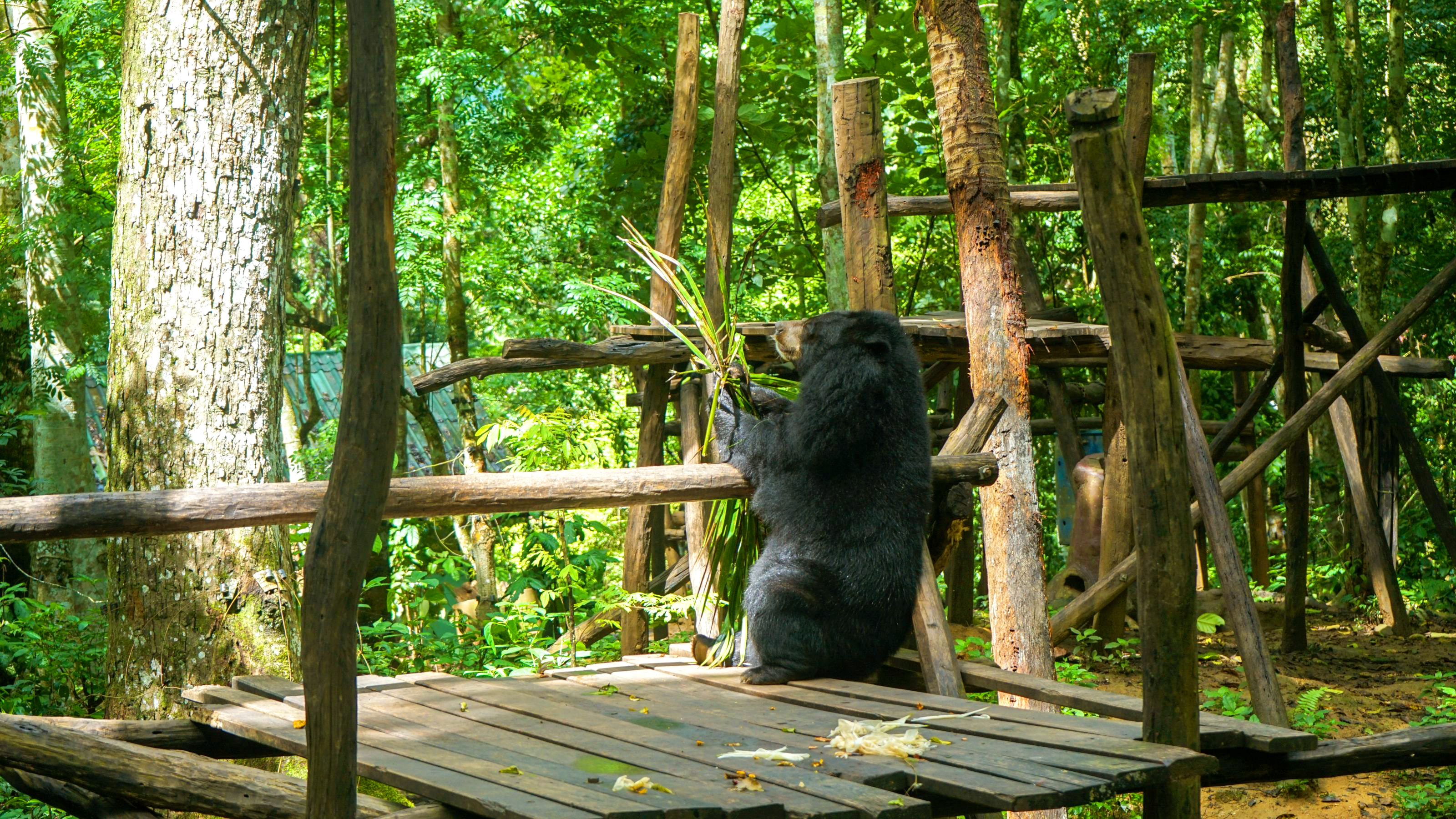 Xl Laos Kuang Si Waterfall Tat Kuang Si Bear Rescue Centre Bear Eating Platform