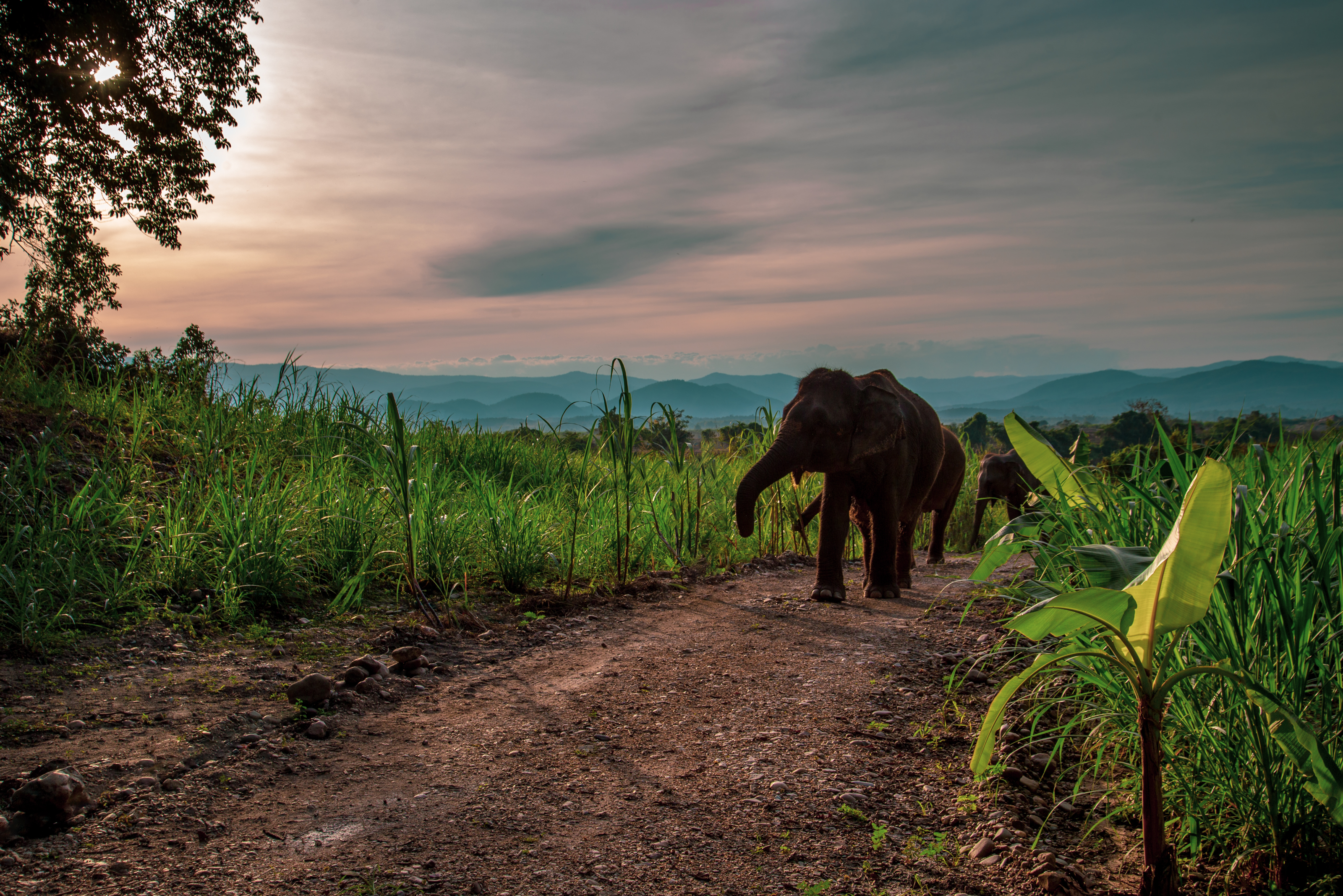 XL Thailand The Bush Camp Elephants 10