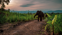 XL Thailand The Bush Camp Elephants 10