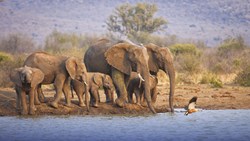 Xl South Africa Tuningi Safari Lodge Elephant Waterhole