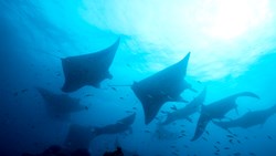 XL Maldives Silhouette Of Manta Ray In Hanifaru Bay