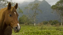 Xl Hawaii Horse Mountains Nature Animal