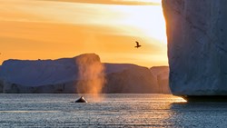 Xl Greenland Ilulissat Disko Bay Whale Jakobshavn Glacier