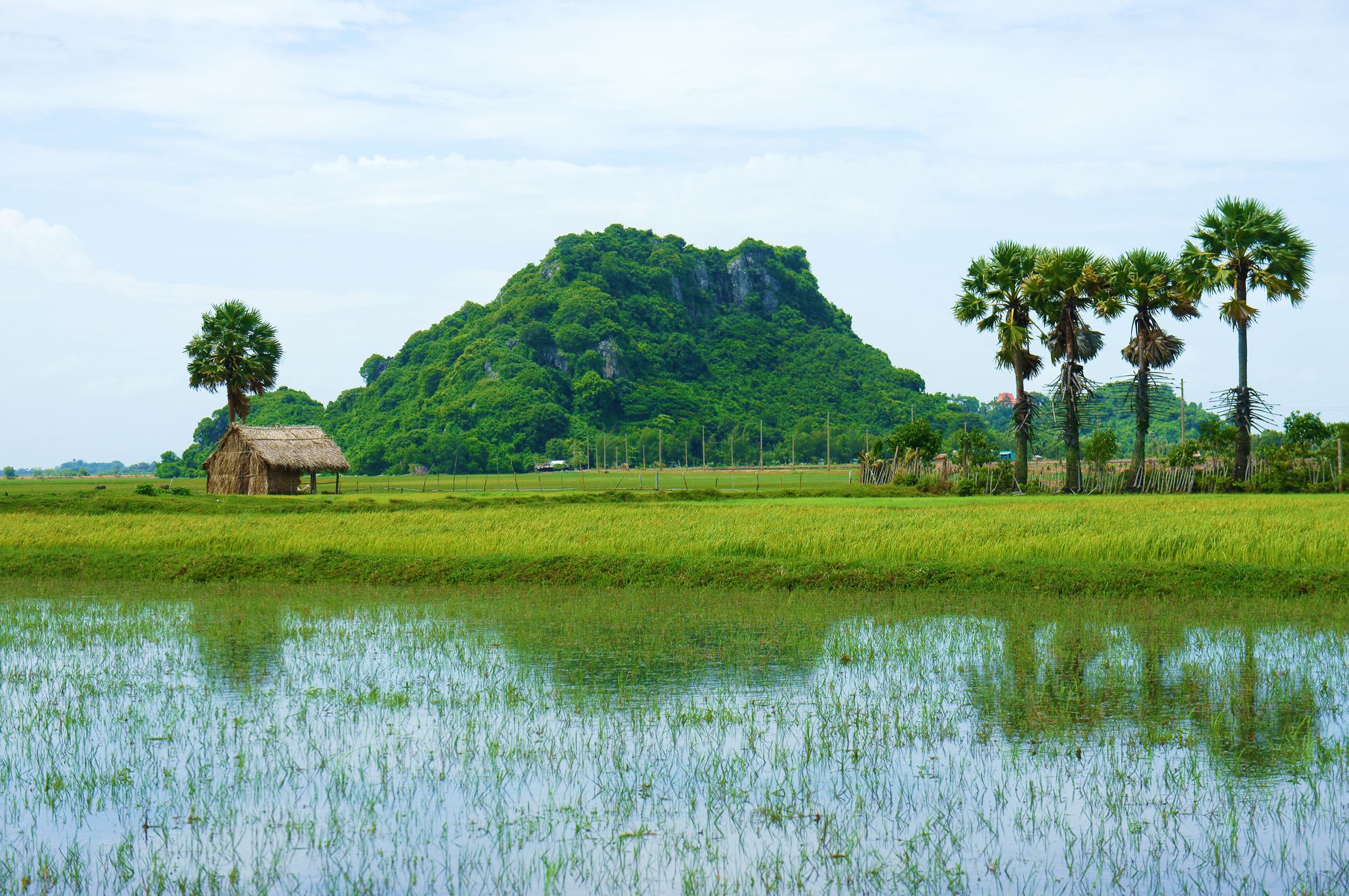 Xl Vietnam Mekong River Delta Fields