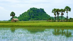 Xl Vietnam Mekong River Delta Fields