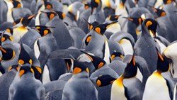 Xl Falkland Islands King Penguin Colony