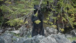 Xl Canada Black Bear Eating In Tofino