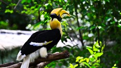 Xl Malaysia Hornbill Bird Jungle Animal