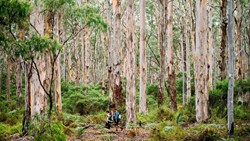 Xl Australia Cape Lodge Margaret River WA Walk Into Luxury Couple Forest