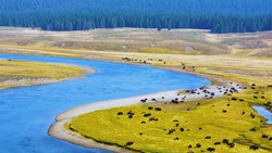 XL USA Wyoming Yellowstone National Park Bison Paradise